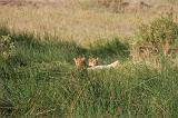 TANZANIA - Serengeti National Park - Leoni Lions - 10